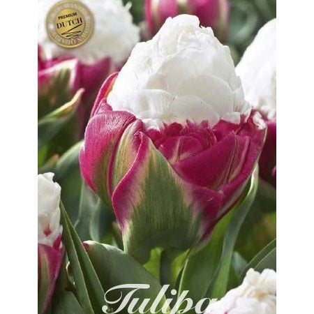 Tulpan Ice Cream (premium) 5-pack